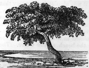 Investigator Tree, Sweers Island