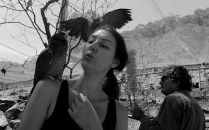 Parrots at Maleny Botanical Gardens