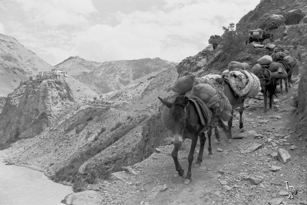 Pack_Horses_on_Hemis_Trail.jpg