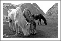 Horses_in_Zanskar.jpg