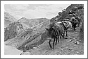 Pack_Horses_on_Hemis_Trail.jpg