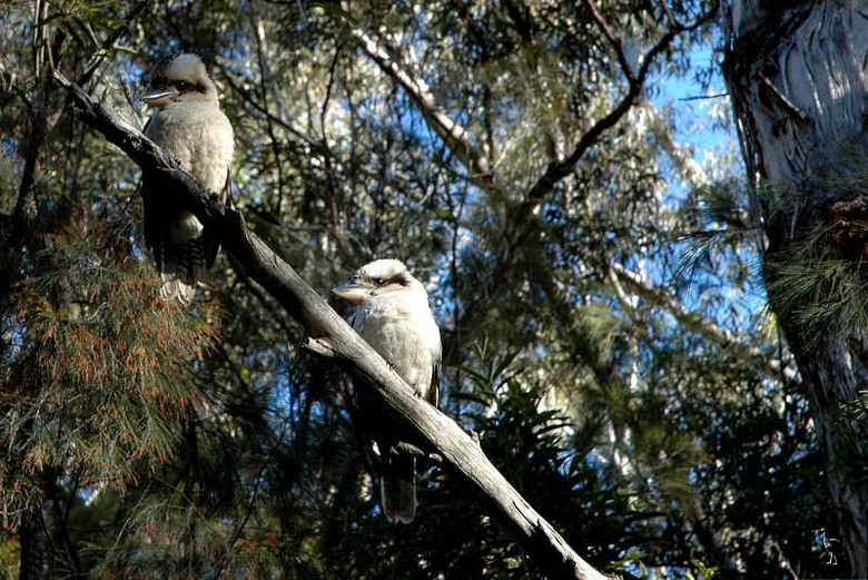 Kookaburras_Minion_Falls.jpg