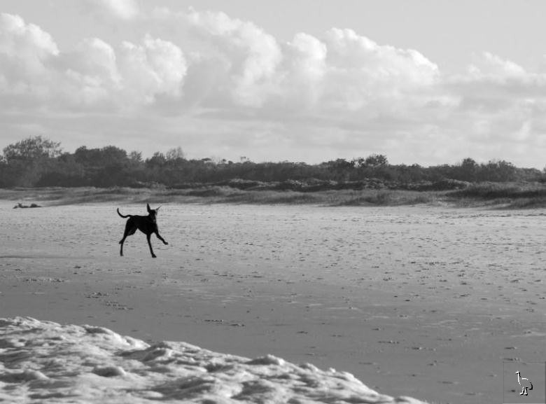 beach_DSC_4290_dog.jpg