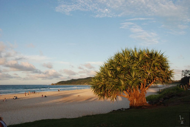 d_DSC_1108_beachtree.jpg