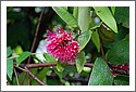 billi_DSC_4203_flower.jpg