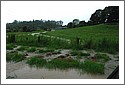 DSC_4784.jpg