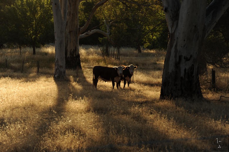 Cows_D7C_2697.jpg