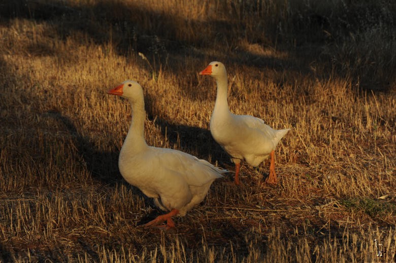 Geese_D7C_2703.jpg