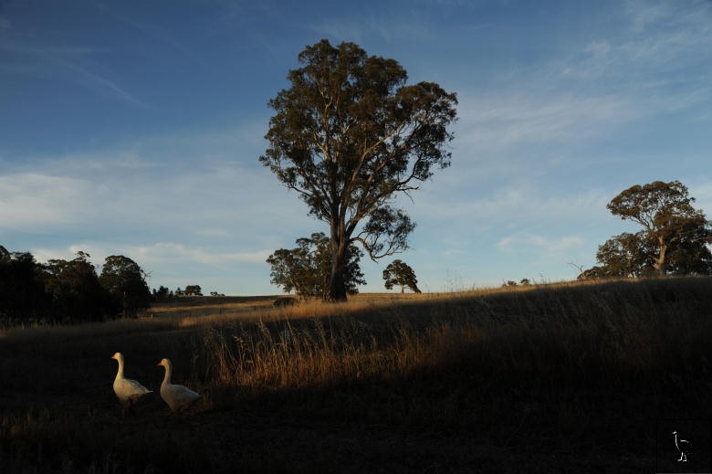 Geese_D7C_2710.jpg