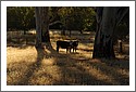 Cows_D7C_2697.jpg