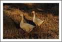 Geese_D7C_2703.jpg