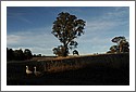 Geese_D7C_2710.jpg