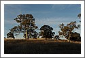 Gums_D7C_2696.jpg