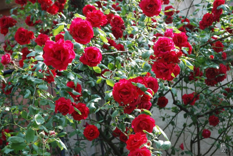 DSC_7157_Roses.jpg