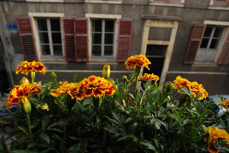 DSC_7839_58_window_box.jpg