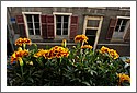 DSC_7839_58_window_box.jpg