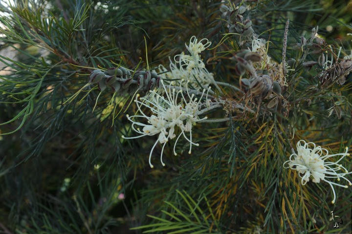 D7C_8786_Grevillia.jpg