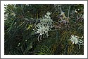 D7C_8786_Grevillia.jpg