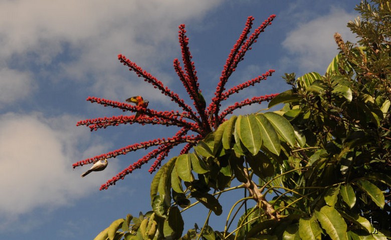 D7C_1281_parrots.jpg