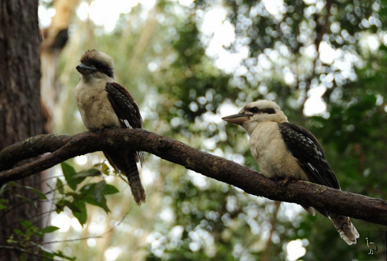 kookaburras_7543.jpg