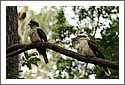 kookaburras_7543.jpg