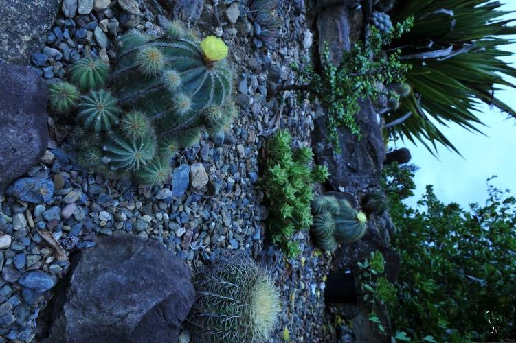 D7C_7012_cactus_garden.jpg D7C_7012_cactus_garden.jpg