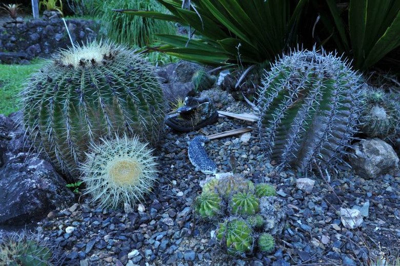 D7C_7016_cactus_garden.jpg