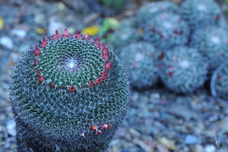 D7C_7017_cactus_garden.jpg