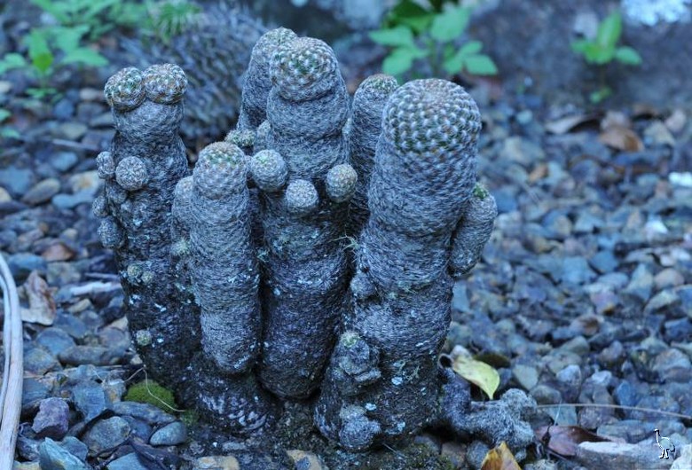 D7C_7019_cactus_garden_cropped.jpg D7C_7019_cactus_garden_cropped.jpg