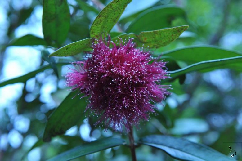 D7C_7021_flower.jpg D7C_7021_flower.jpg