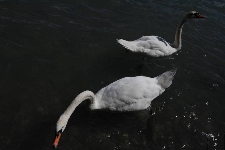 D7C_5187_swans.jpg