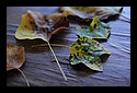 D7C_5091_leaves.jpg