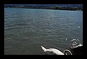 D7C_5185_swans.jpg