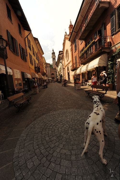 D7C_3849_dalmatian.jpg