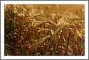 D7C_2854_wheat.jpg