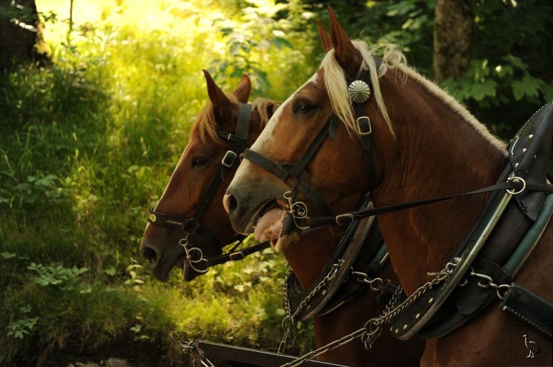 D7C_3178_horses.jpg