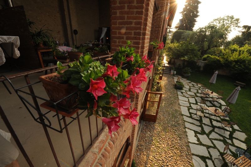D7C_3767_Mandevilla_Valentinas.jpg