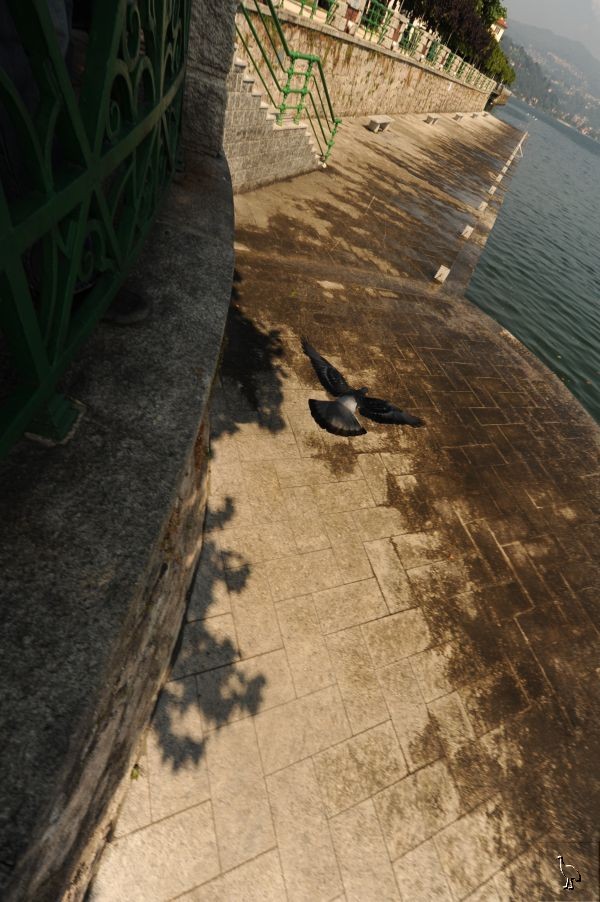 D7C_3825_pidgeon.jpg