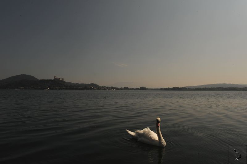 D7C_3832_swan.jpg