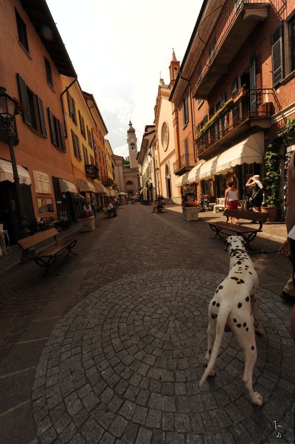 D7C_3849_dalmatian.jpg