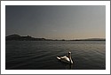 D7C_3832_swan.jpg