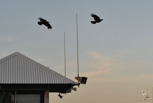 D7C_2139_crows.jpg