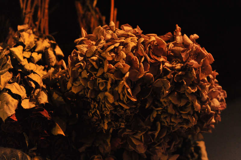 D7C_9886_dried_flowers.jpg