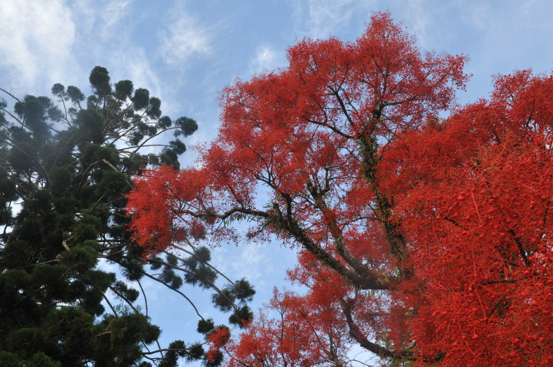 D7C_2982_red_tree.jpg