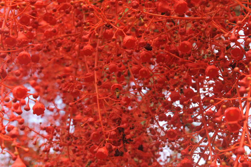 D7C_2984_red_tree_Mullum.jpg