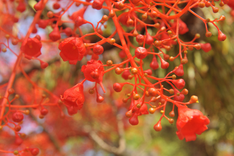 D7C_2995_red_tree_Mullum.jpg