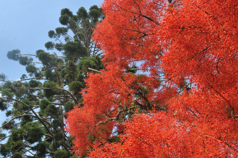 D7C_2996_red_tree_Mullum.jpg