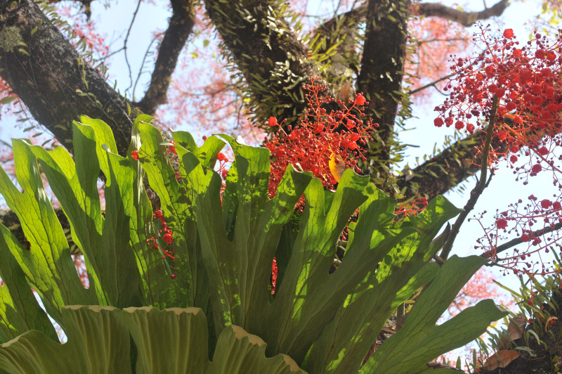 D7C_2999_red_tree_Mullum.jpg