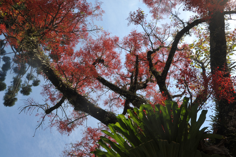 D7C_3002_red_tree_Mullum.jpg