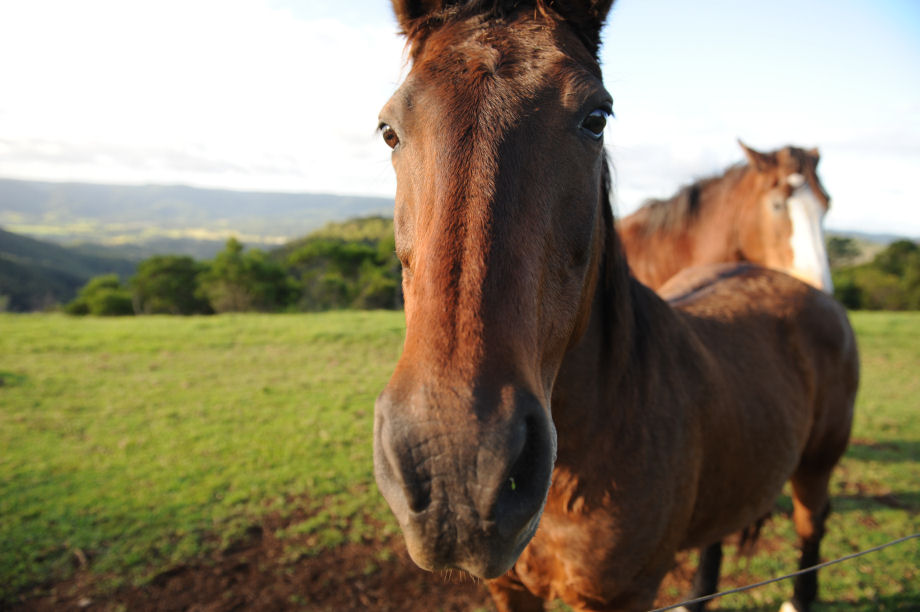 DSC_4014_Horses.jpg